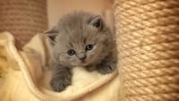 pic for Cute Grey Kitten 